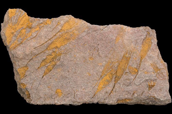 Wide, Eocrinoid (Ascocystites) Plate - Ordovician #118250